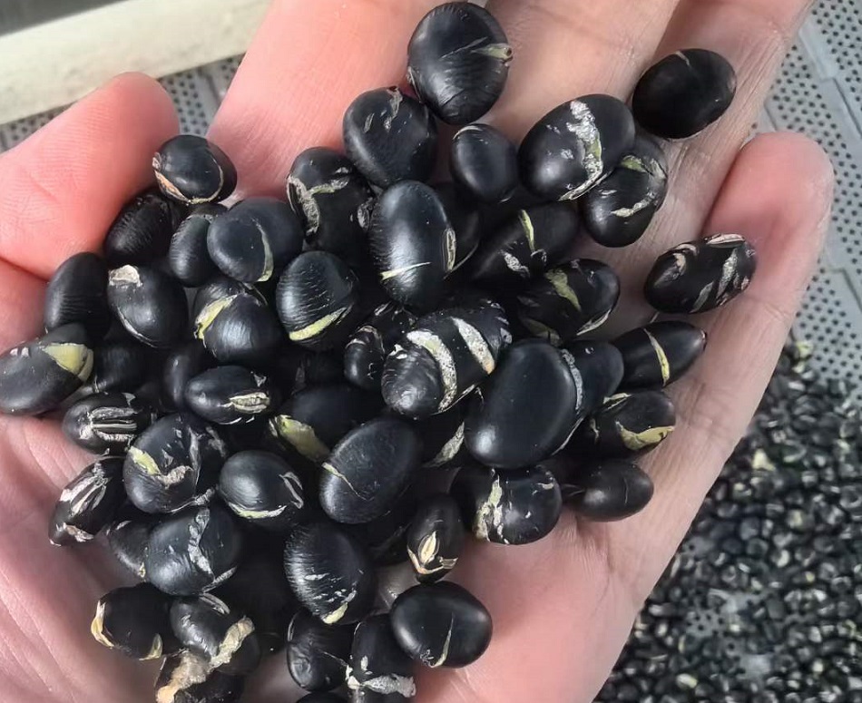 電磁炒貨機(jī)炒黑豆